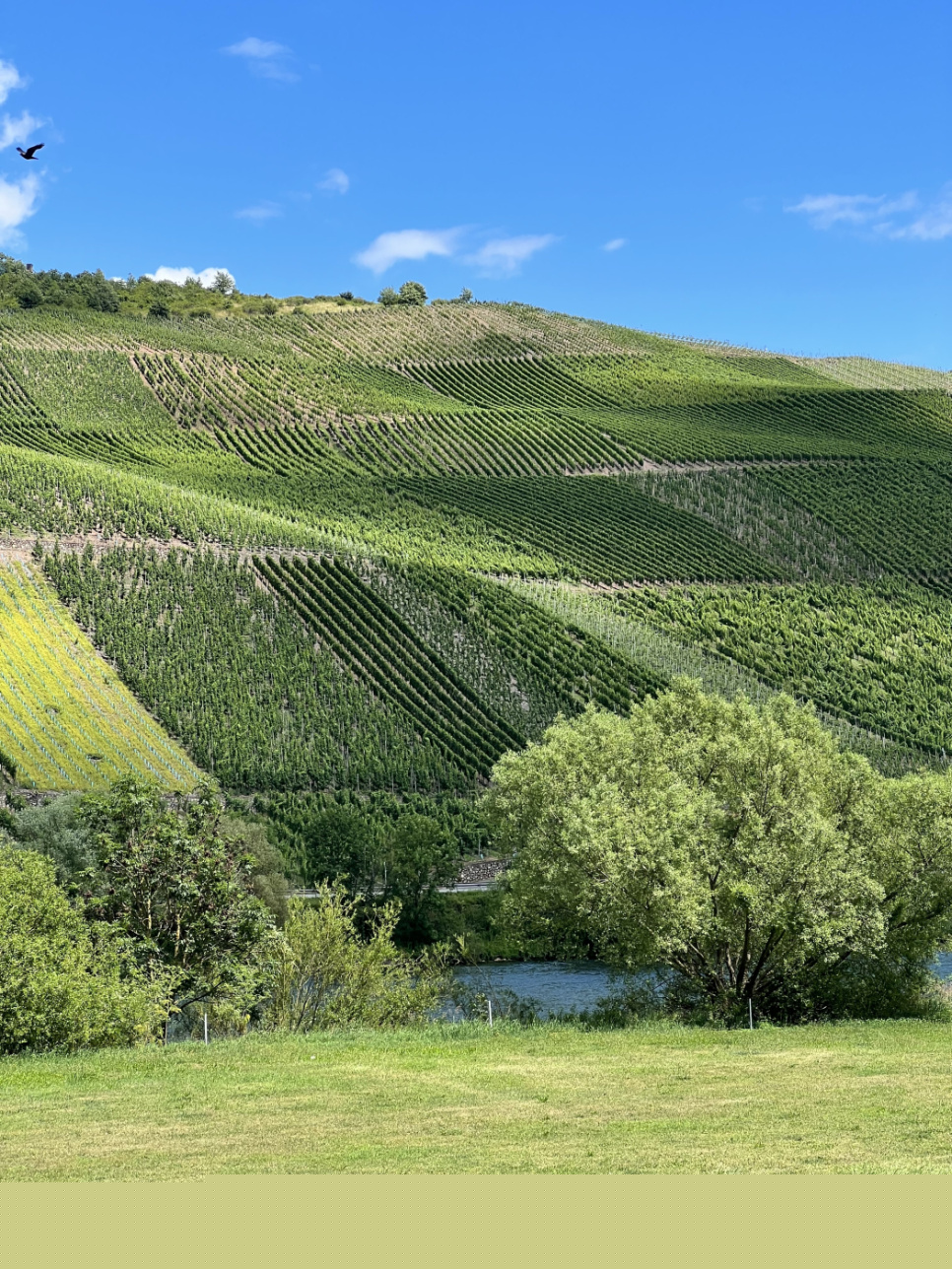 Vinkaraffel, Mosel - Riedel