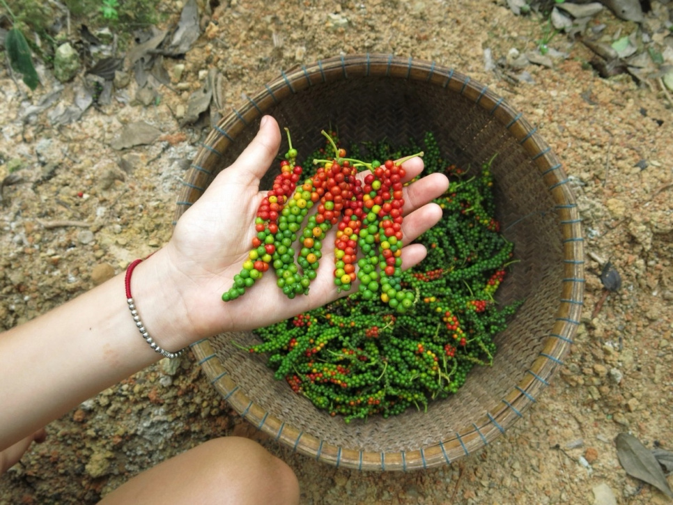 Pepperpakke, The Pepper Quest & Zassenhaus