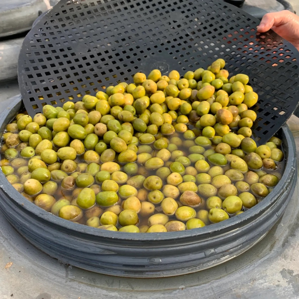 Oliver, Manzanilla, 2,5 kg - Bernal Oliver, Manzanilla, 2,5 kg - Bernal