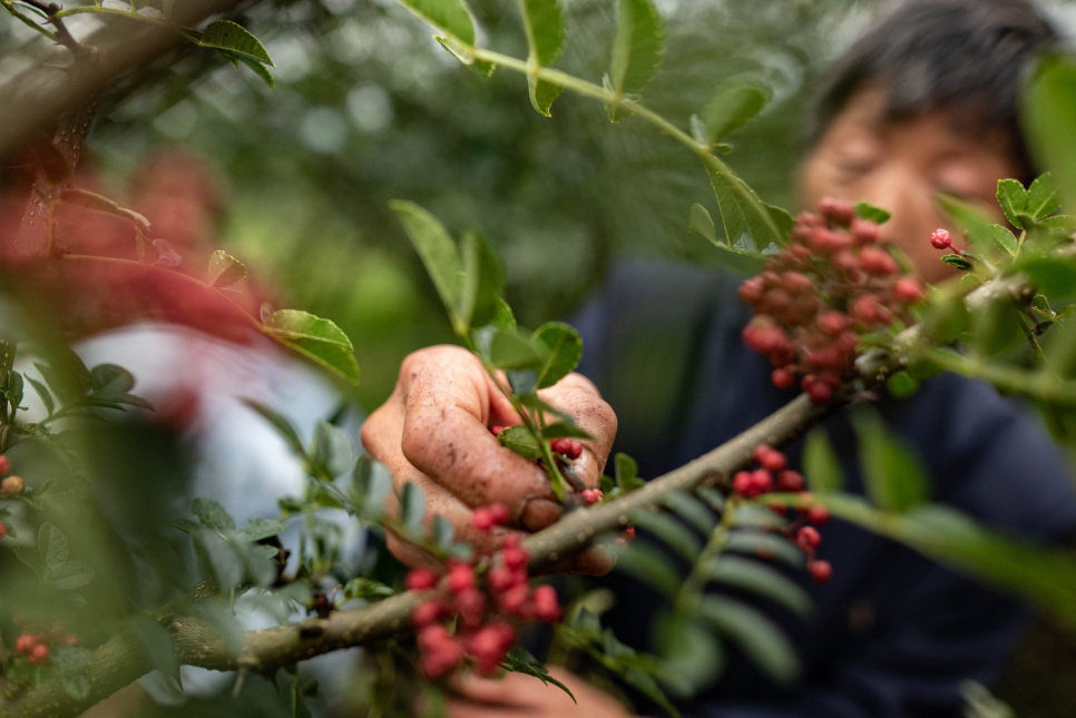 Sichuanpepper, QingXi, 15 g - The Pepper Quest