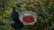 Sichuanpepper, QingXi, 15 g - The Pepper Quest