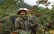 Sichuanpepper, QingXi, 15 g - The Pepper Quest