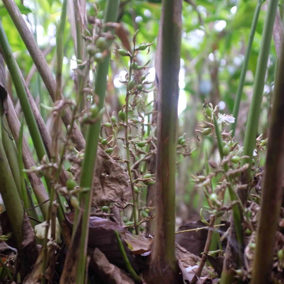 Grønn Kardemomme, Knuckles Mountain, 25 g - The Pepper Quest