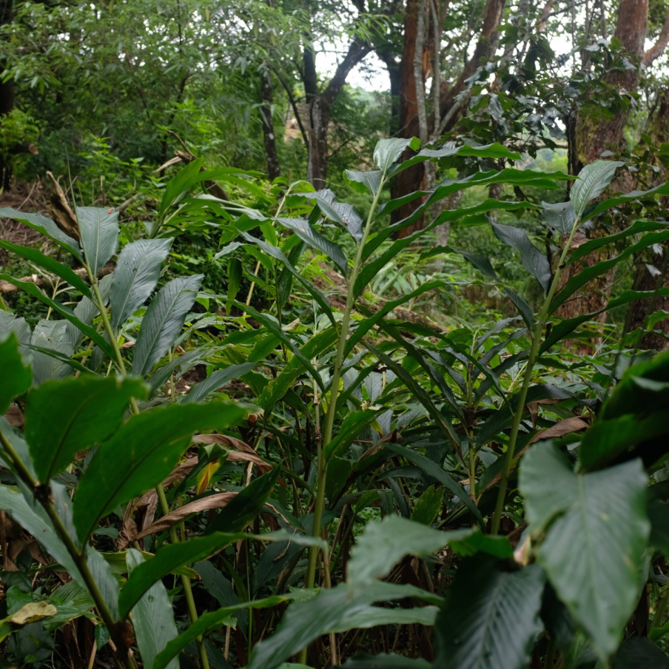 Grønn Kardemomme, Knuckles Mountain, 25 g - The Pepper Quest