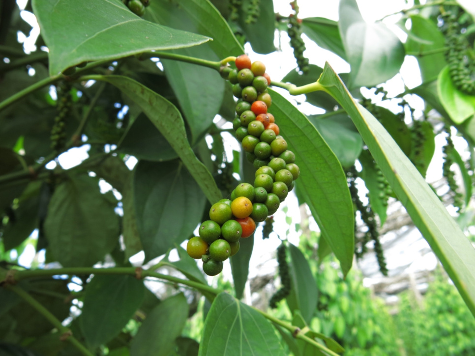 Pepper, Sen Høst, Phu Quoc, 40 g - The Pepper Quest