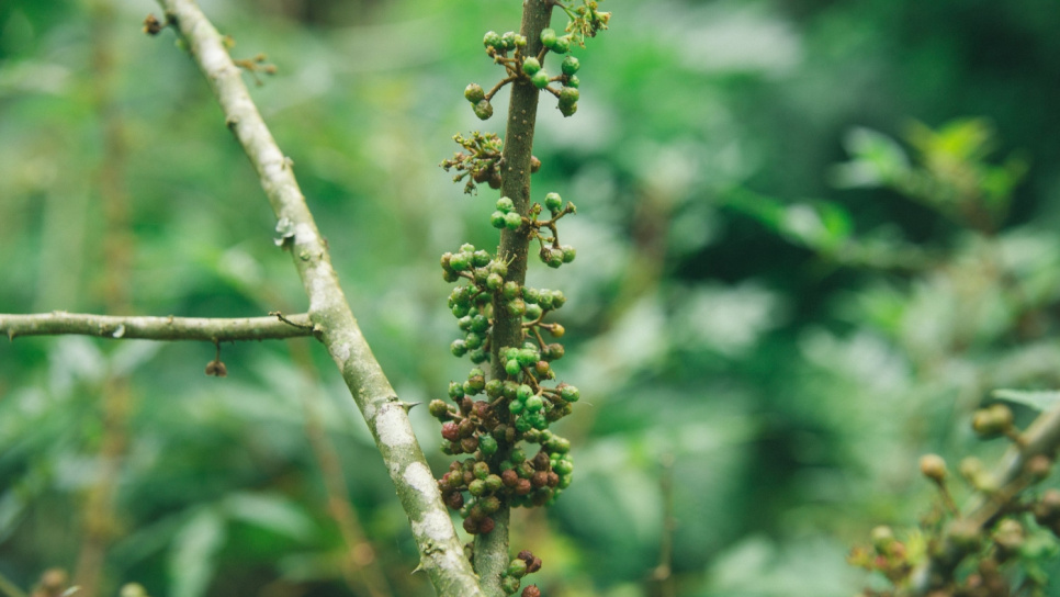 Pepper, Andaliman, Batak, 15 g - The Pepper Quest