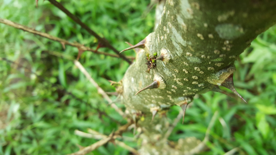 Pepper, Andaliman, Batak, 15 g - The Pepper Quest