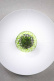 Silikonform, Coral Tuille Mold - Moldbrothers